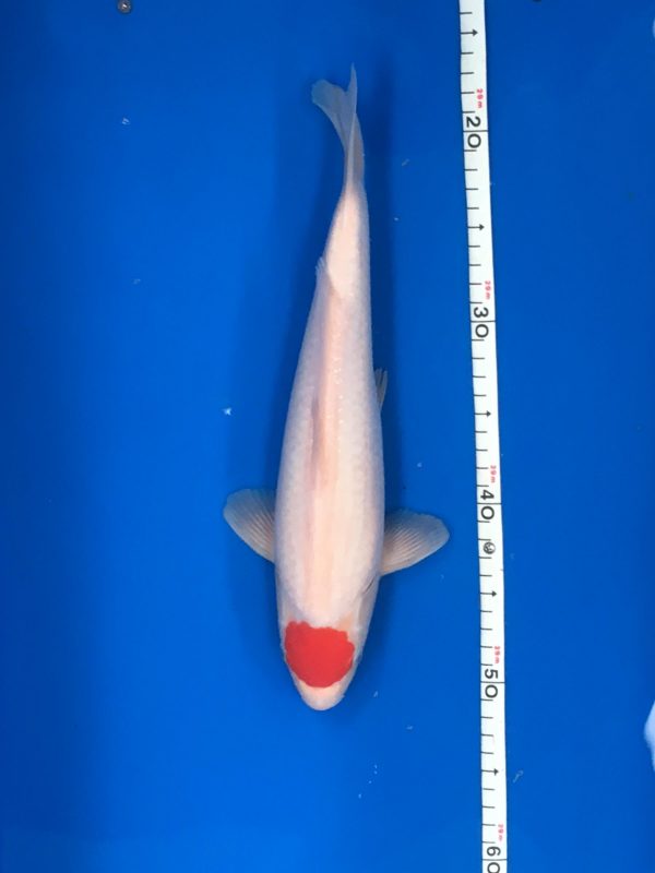 Koi T1 008058 Tancho Jumbo