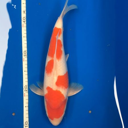 Koi Jumbo de SAKAI Nº8114