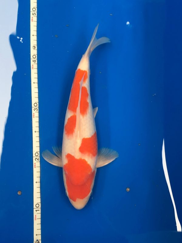 Koi T1 008114