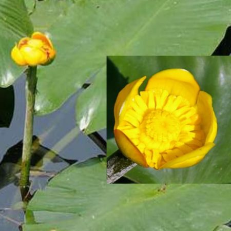 Nenufar Nuphar Japónica Rubra - Imagen 1