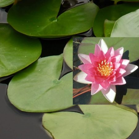 Nenufar Nymphaea Attraction