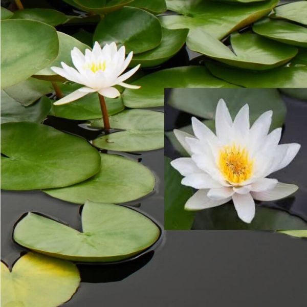 Nymphaea marliacea Albida_def