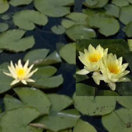 Nenufar Nymphaea Marliacea Chromatella