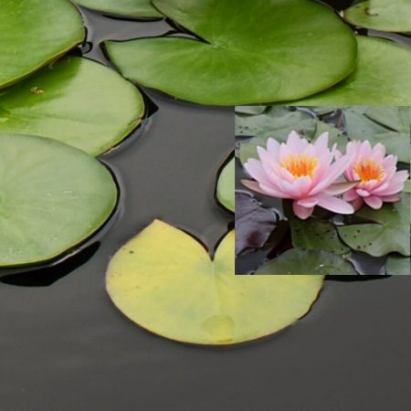 Nenufar Nymphaea Rose Nymphe - Imagen 1