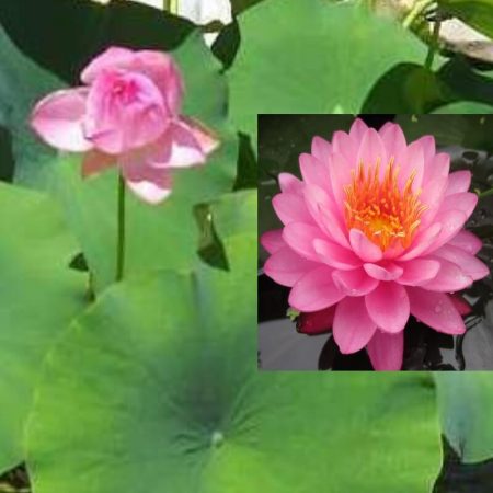 Loto Nelumbo Nucifera