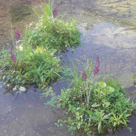 ejemplo plantado isla flotante estanque plantar planta aquatica orilla 41cm
