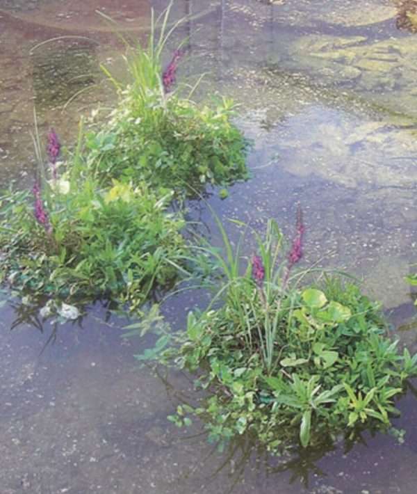 ejemplo plantado isla flotante estanque plantar planta aquatica orilla 41cm