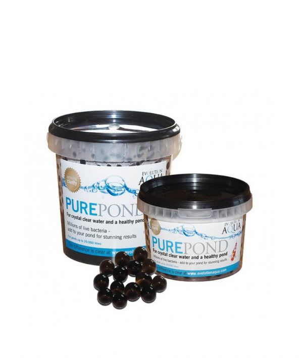 Pure pond bacterias estanque