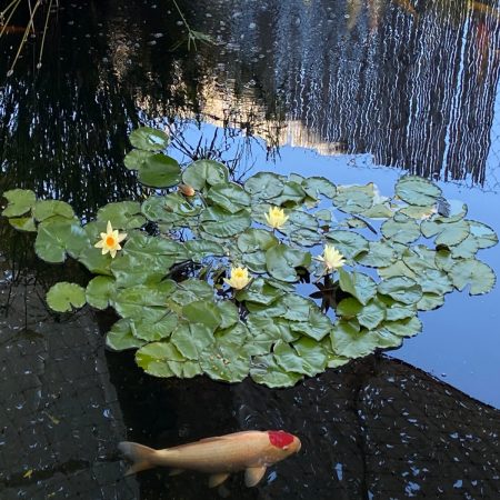 Nenufar Nymphaea Paul Harriot Amarillo - Imagen 3