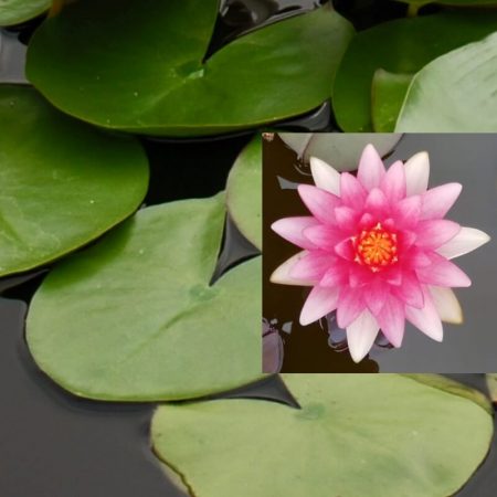 Nenufar Nymphaea Firecrest Rosa