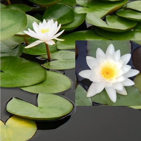 Nenufar Nymphaea Gladstoniana Blanca