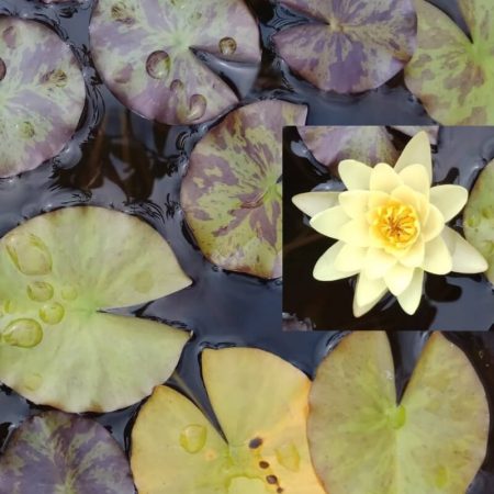 Nenufar Nymphaea Paul Harriot Amarillo