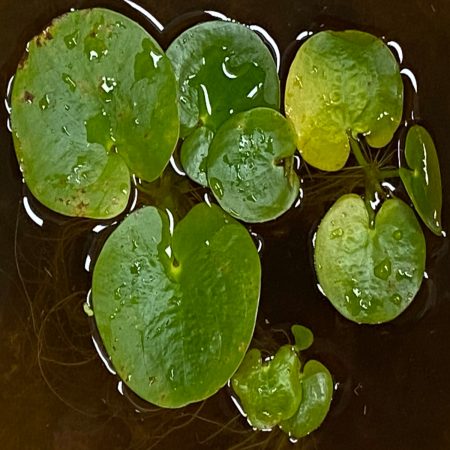 Limnobium flotante para estanque