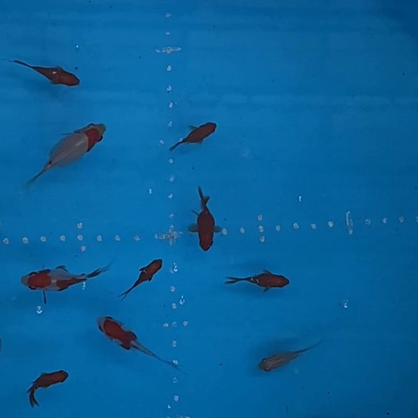 Lote Tamasaba Pequeños