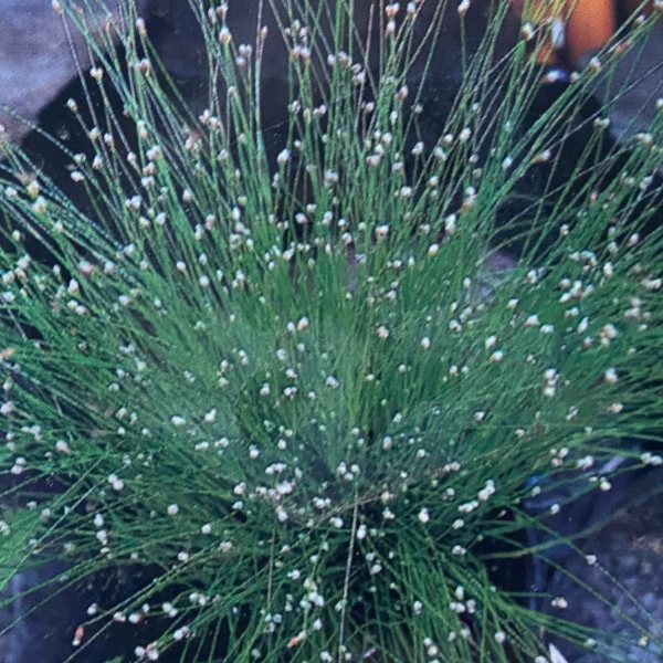 Planta Punk