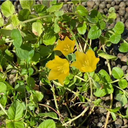Planta ideal orilla estanque