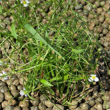 Planta estanque ideal orilla